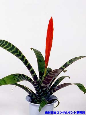 Vriesia Splendens